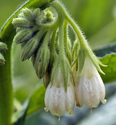Symphytum officinale / Consolida maggiore